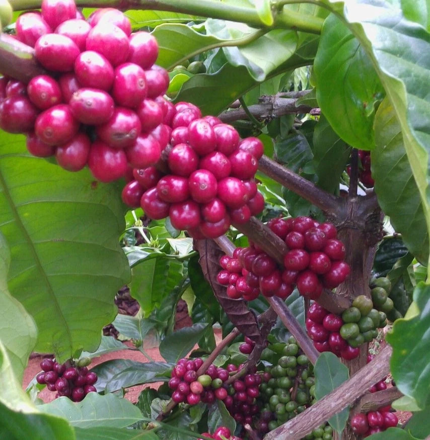K7 Coffee (Coffea sp.) – 120+ Premium Seeds