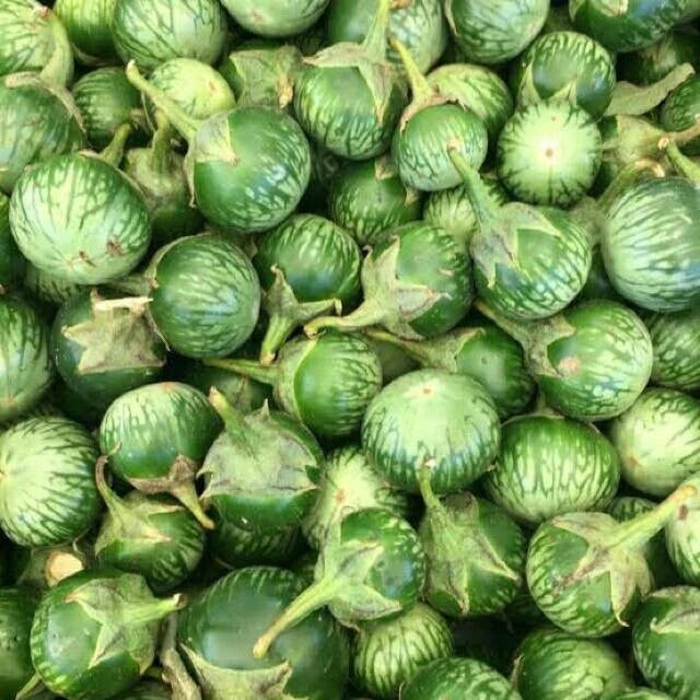 Round Green Thai Eggplant (Solanum melongena) – 1,000+ Premium Seeds