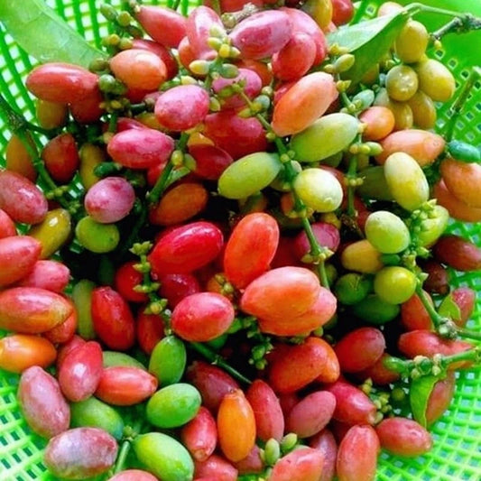 50+ Cracked Gnetum Melinjo Seeds (Gnetum gnemon var. 'Kerikil') – Premium Belinjo & Exotic Tropical Edible Tree Seeds for Planting