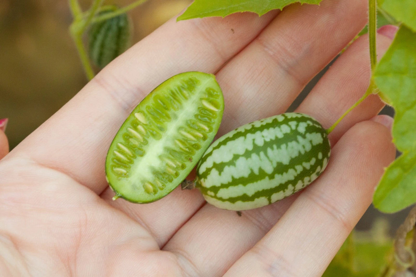 Bulk Cucamelon Mexican Sour Gherkin Seeds (Melothria scabra) – 100+ Premium Fresh Rare Exotic Sweet-Tangy Mini Watermelon Cucumber Seeds for Planting