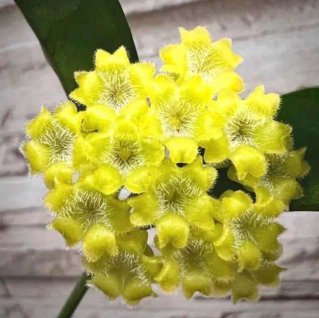 Hoya Amicabilis – Rare Tropical Indoor Outdoor Wax Plant Cutting / Starter Plant