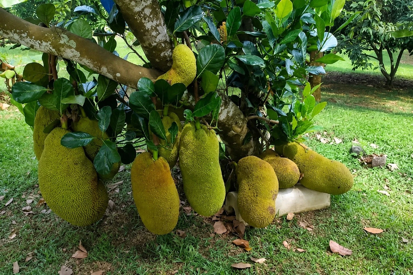 Mastura Jackfruit - Premium Grafted Exotic Fruit Tree