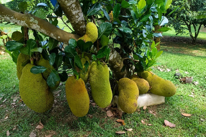 Mastura Jackfruit - Premium Grafted Exotic Fruit Tree