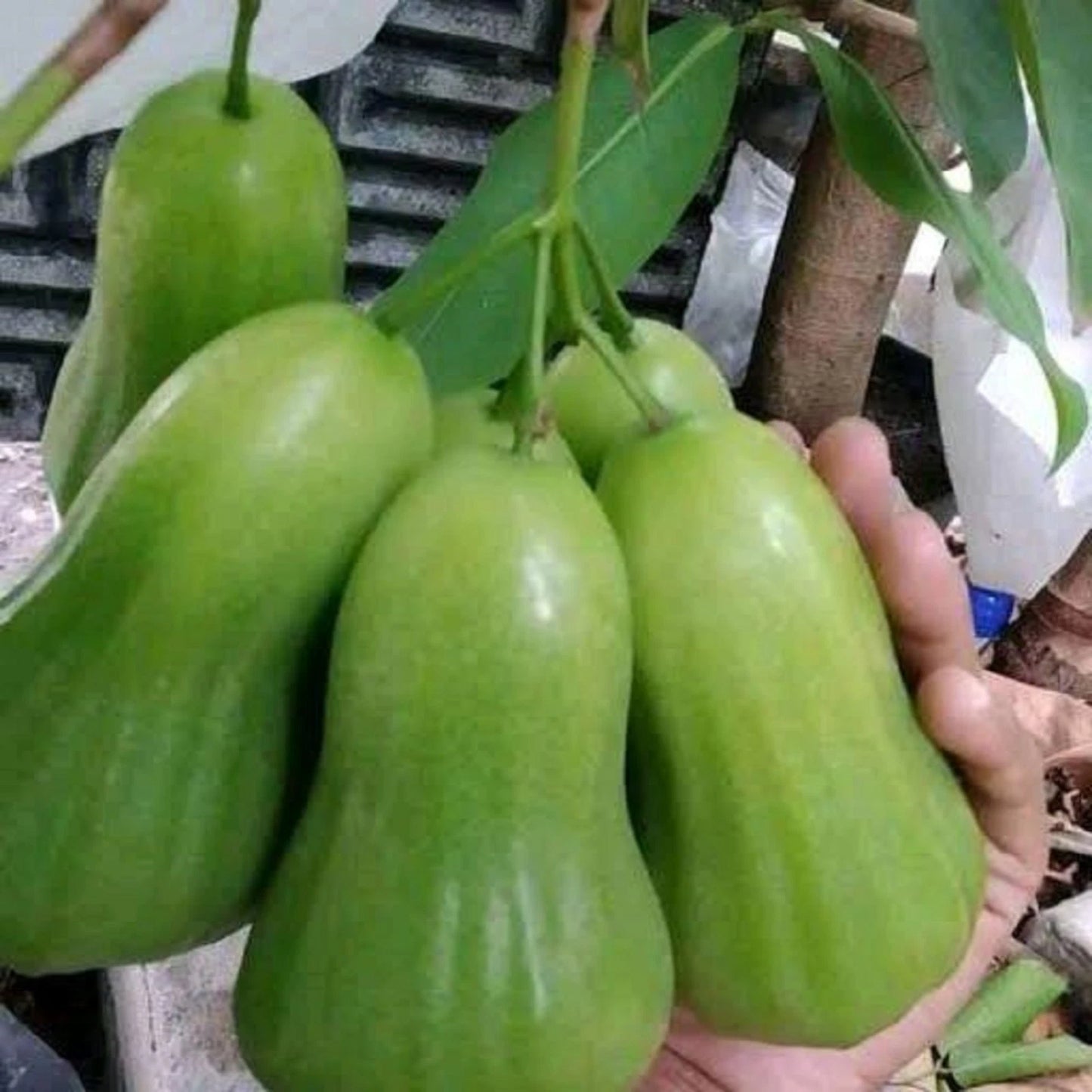 Grafted Green Giant Water Apple Tree - Fast-Fruiting Tropical Fruit Plant
