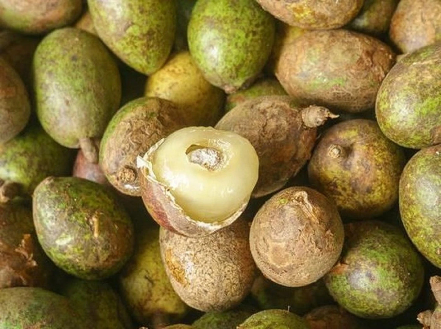 Matoa (Sweet Longan) - Premium Grafted Tropical Fruit Tree