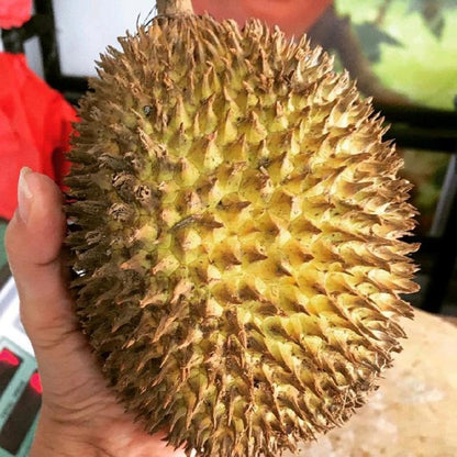 Grafted 'Super Copper' Durian Tree – Premium Fast-Growing Tropical Fruit