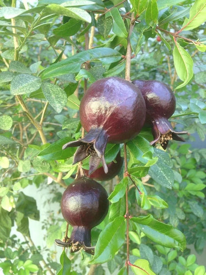 Black Pomegranate Seeds 100+ pcs var. Black Pearl (Punica granatum) – Premium Certified Dark Purple Fruit Tree Plant Seeds for Planting