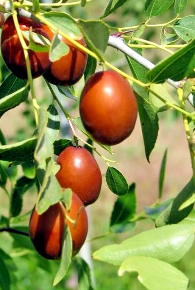 Chinese Jujube Putsa Apple Seeds 2,500+ (Ziziphus jujuba) – Bulk Heirloom Chinese Date & Sweet Fruit Tree Seeds for Orchard Cultivation