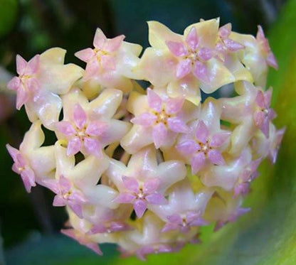 Hoya vitellina – Rare Tropical Wax Vine