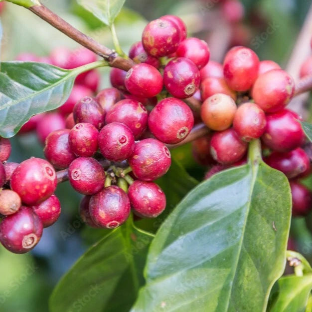 2000+ Premium Green Tip Gesha Coffee Seeds (Coffea sp. Gesha var. Geisha) – Certified Heirloom Specialty Arabica Crop for Planting