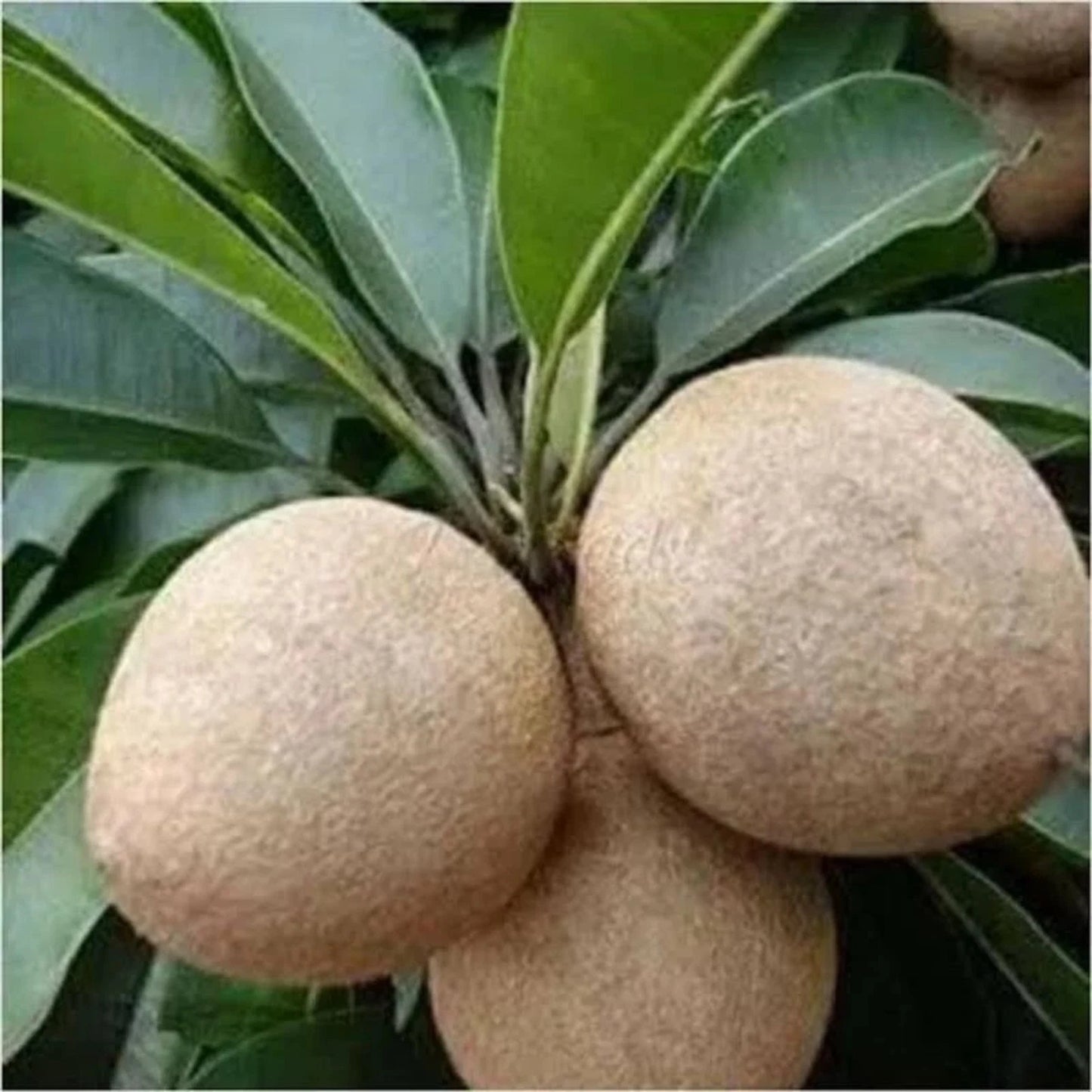 Jumbo Alano Sapodilla - Premium Grafted Tropical Fruit Tree