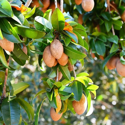 Premium Sapodilla Seeds var. Alano (Manilkara zapota 'Alano') – Dwarf Sweet Chico Zapote Fruit Seeds for Planting (35 Pcs)