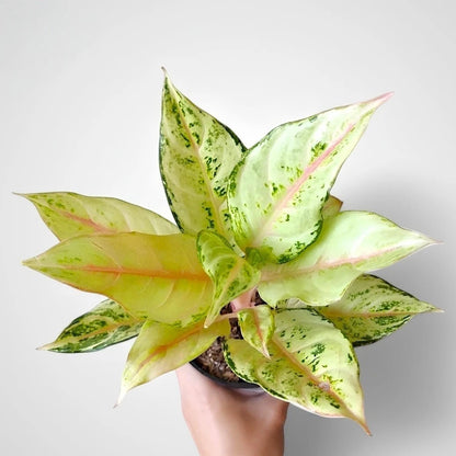 Aglaonema 'Lucky Frozen' - Cool & Sophisticated Tropical Houseplant