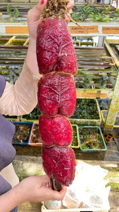 Hoya imbricata 'Red' – Rare Exotic Shingle Hoya