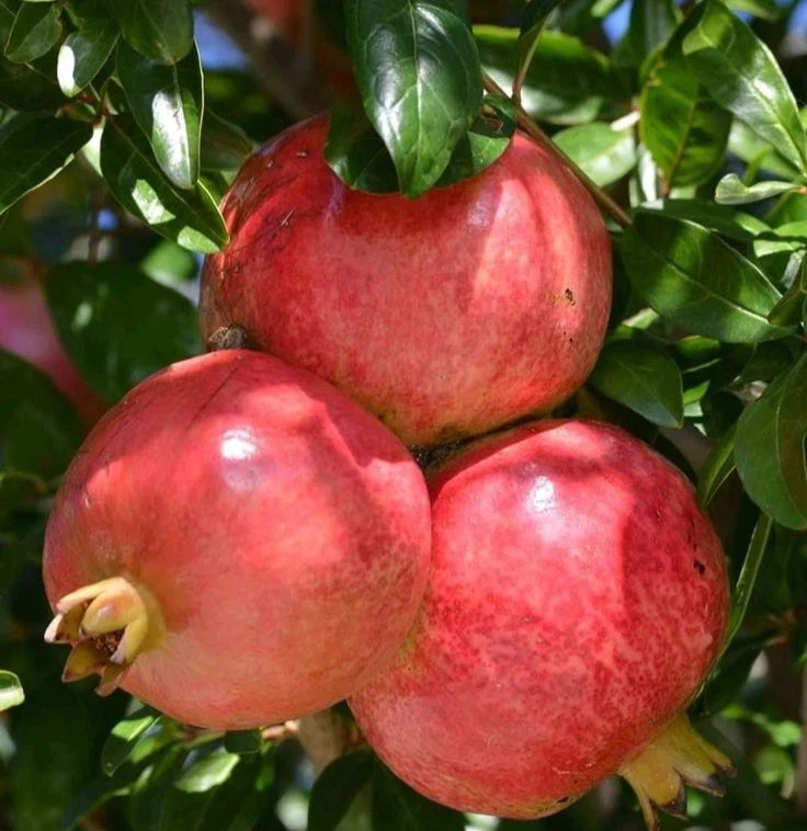 Shisheh Pomegranate Seeds | Punica Granatum | Sweet Red Fruit Tree | For Planting
