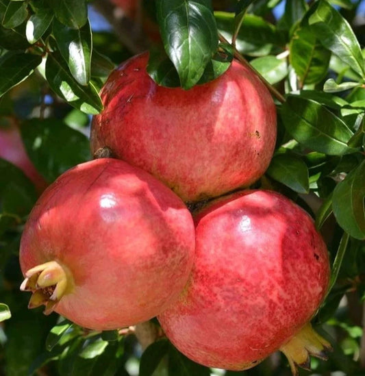 Shisheh Pomegranate Seeds | Punica Granatum | Sweet Red Fruit Tree | For Planting