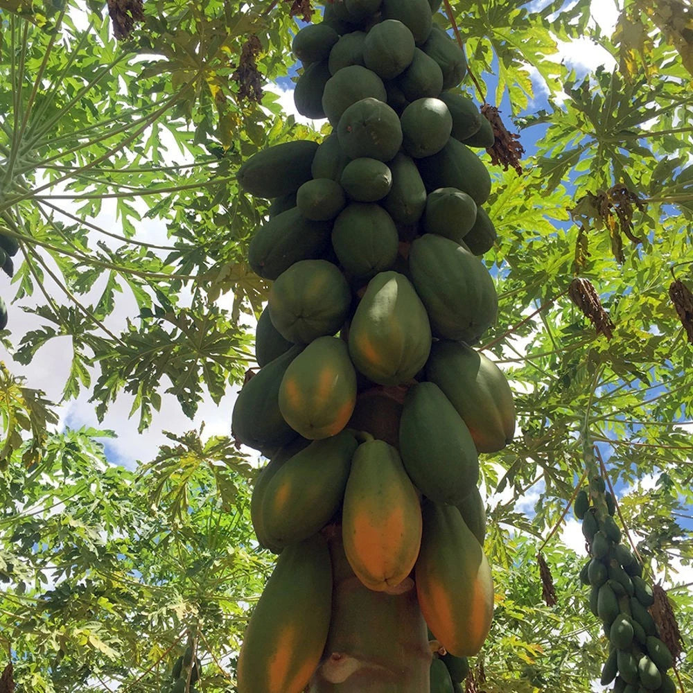 Formosa Papaya Seeds (Carica papaya 'Formosa') – 150+ Premium Fresh Large Sweet Formosa Papaya Seeds