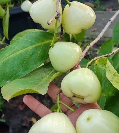 Grafted 'Madura' Water Apple (Jambu Air) – Premium Tropical Fruit Tree