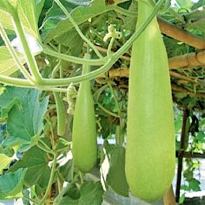 Fresh Long Bottle Gourd (Lagenaria siceraria) – 100+ Premium Fast-Growing Seeds