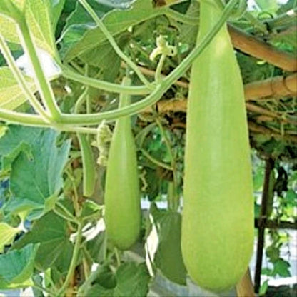 Fresh Long Bottle Gourd (Lagenaria siceraria) – 100+ Premium Fast-Growing Seeds