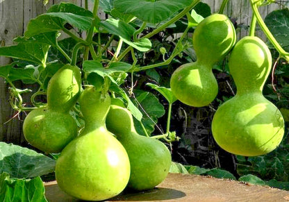 Bottle Gourd Seeds (Lagenaria siceraria) – 350+ Premium Seeds for Planting