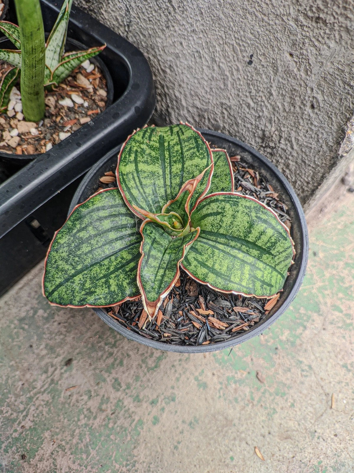 Sansevieria Hybrid 'Raffa' (puphamont x eilensis) – Rare Tropical Architectural Snake Plant Indoor Living Specimen