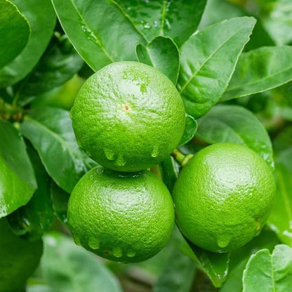 Kabosu Lime Seeds (Citrus sphaerocarpa / 100+ Premium Japanese Tart Citrus Fruit Seeds) – Premium Exotic Botanical Specimen Plant Seeds for Planting