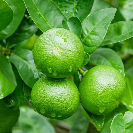 Kabosu Lime Seeds (Citrus sphaerocarpa / 100+ Premium Japanese Tart Citrus Fruit Seeds) – Premium Exotic Botanical Specimen Plant Seeds for Planting