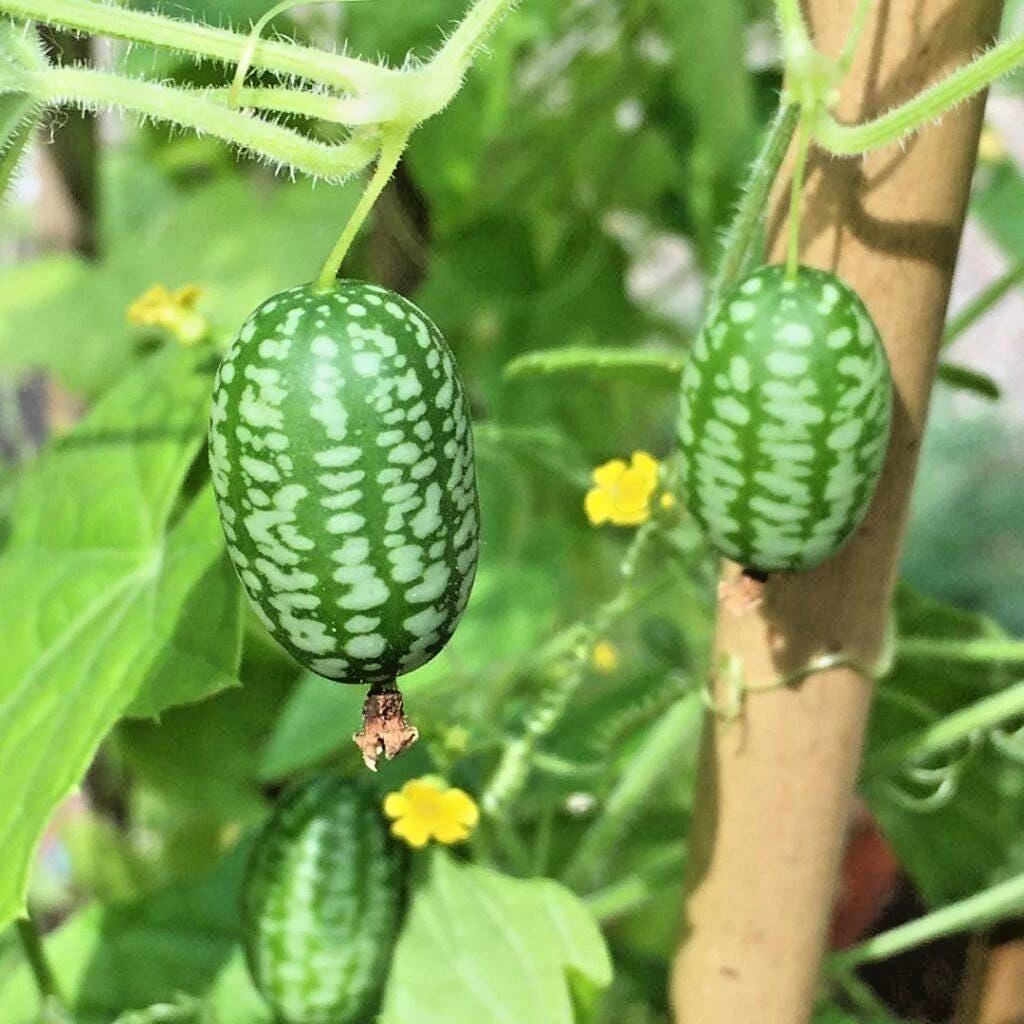 Cucamelon "Mexican Sour Gherkin" (Melothria scabra) – 1000+ Premium Heirloom Seeds