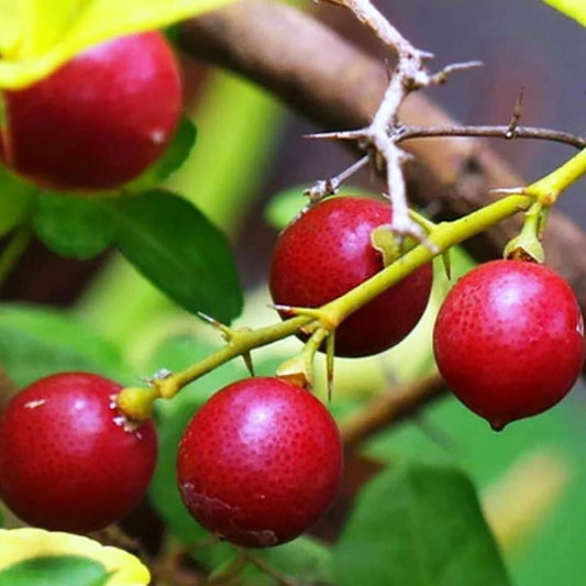 50+ Kingkit Bonsai Citrus Seeds (Triphasia trifolia) – Premium Limeberry & Miniature Ornamental Fruit Tree Seeds for Planting