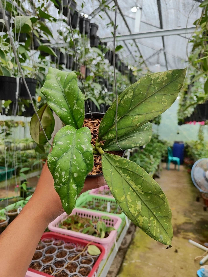 Hoya Clemensiorum Gorung Rare Wax Plant | Tropical Indoor Outdoor Hoya | Exotic Collector Houseplant