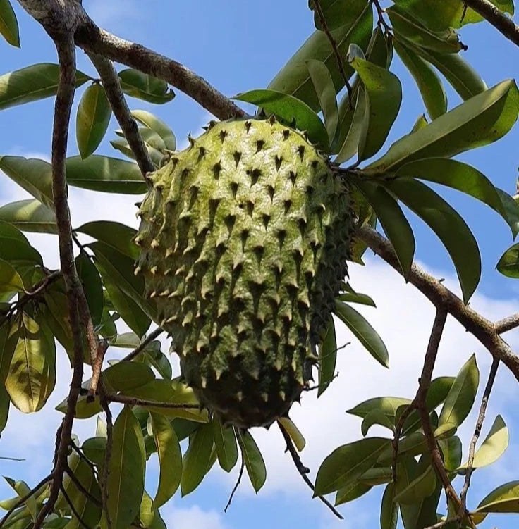 Premium Miami Soursop Seeds (Annona muricata) – Sweet Exotic Guanabana Fruit Seeds for Planting