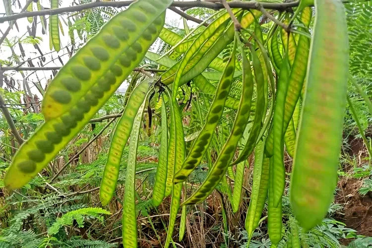 River Tamarind Ipil Ipil Seeds (Leucaena leucocephala / 100+ Fast-Growing Nitrogen-Fixing Tree Seeds) – Premium Exotic Botanical Specimen Plant Seeds for Planting