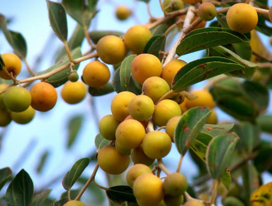 Yellow Putsa Apple Seeds 100+ pcs (Ziziphus spina-christi) – Premium Certified Arabian Jujube Christ's Thorn Fruit Tree Plant Seeds for Planting