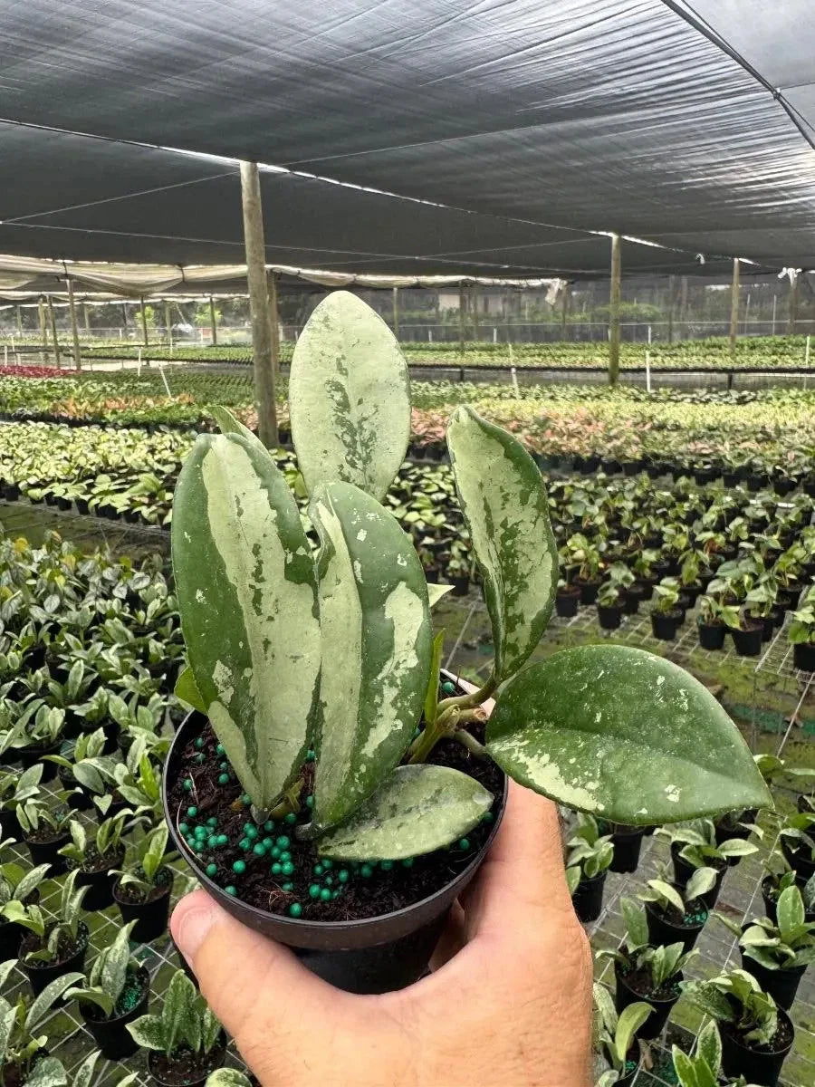 Hoya Walliniana Splash Rare Wax Plant | Tropical Indoor Outdoor Hoya | Exotic Collector Houseplant