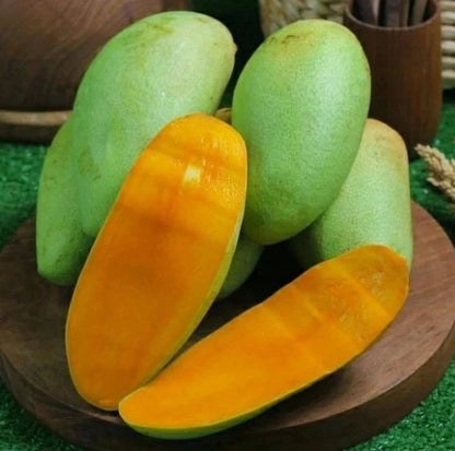 Premium 'Golek' Mango Grafted Seedling – Elite Indonesian Tropical Orchard Stock (Phytosanitary Certified)