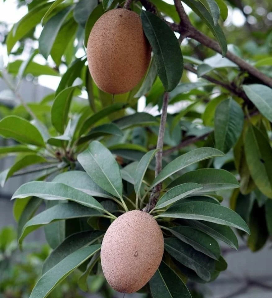 Kalipatti Sapodilla Seeds (Manilkara zapota 'Kalipatti') – 35+ Premium Rare Sweet Caramel Chikoo Seeds