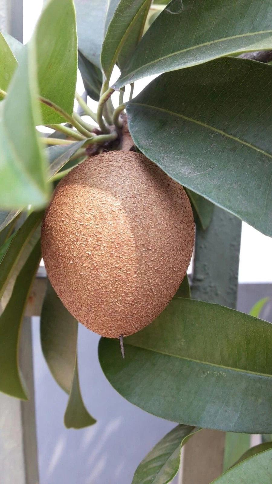 Premium Chiku Centro Sapodilla Seeds (Manilkara zapota var. Centro) – Sweet Chico Zapote Exotic Fruit Seeds for Planting (35+ Pcs)