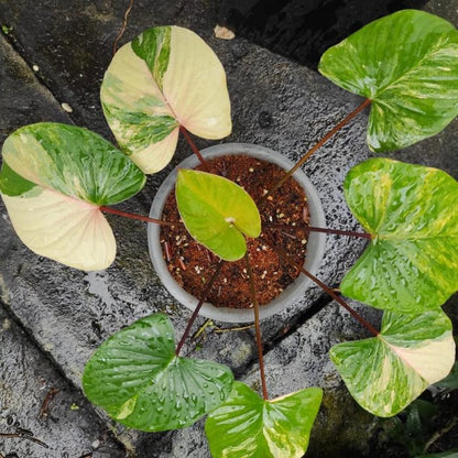 Homalomena 'Rubescens' Variegated – Rare Tropical Aroid