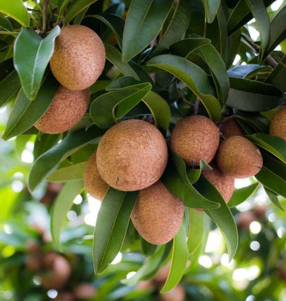Cricket Ball Sapodilla Seeds (Manilkara zapota) – 35+ Premium Large Round Honey-Sweet Chikoo Seeds