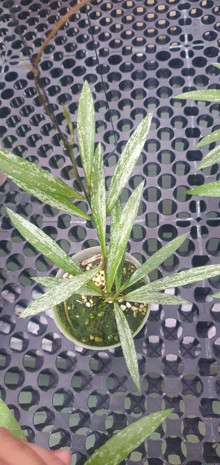 Stunning Hoya Bamboo Silver Leaves – Rare Tropical Indoor & Outdoor Wax Plant