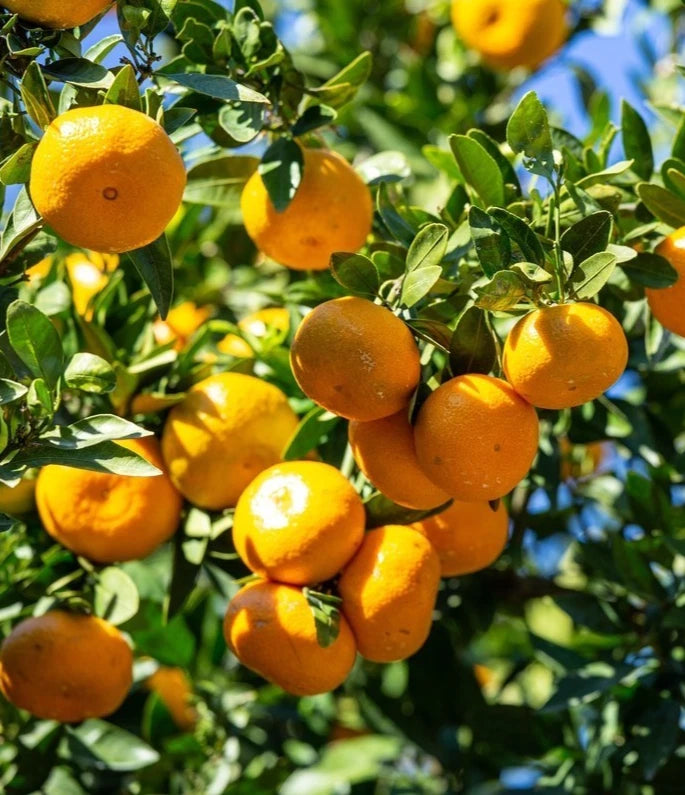 Hassaku Orange Seeds (Citrus hassaku) – 100 Premium Japanese Hybrid Citrus Seeds