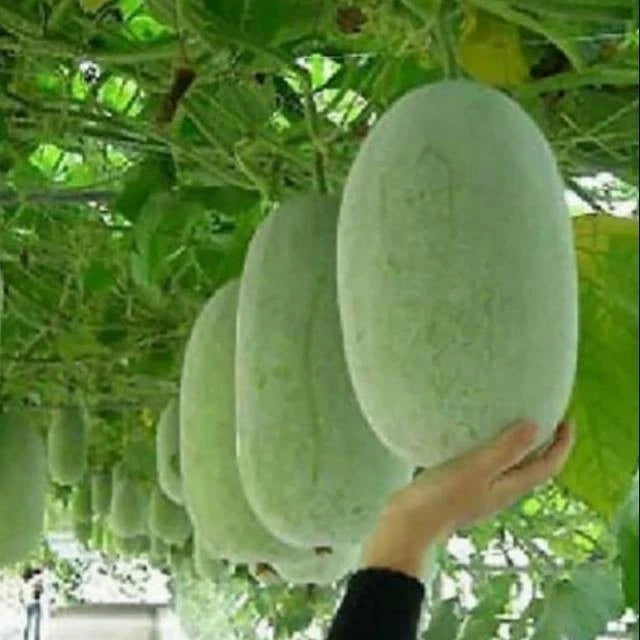Fresh Winter Melon Seeds (Benincasa hispida) – 100++ Premium White Gourd / Wax Melon Seeds for Planting