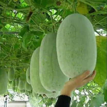 Fresh Winter Melon Seeds (Benincasa hispida) – 100++ Premium White Gourd / Wax Melon Seeds for Planting