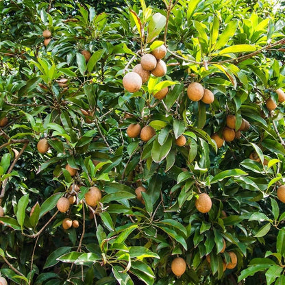 Oxkutzcab Sapodilla (Manilkara zapota) – 35+ Premium Seeds (Chikoo)