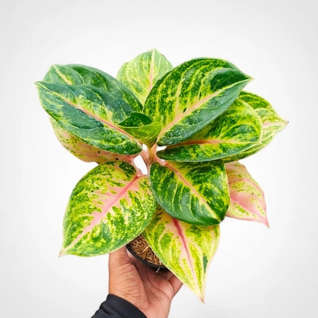 Aglaonema 'Jamella' - Sophisticated & Rare Tropical Houseplant