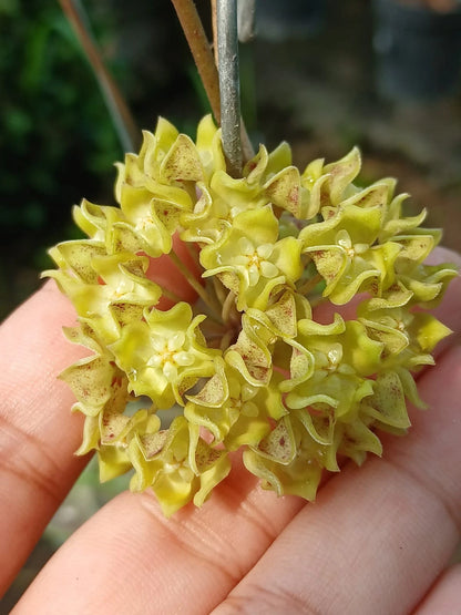 Hoya aff. lambii 'White Cloud Dragon' – Rare Tropical Wax Plant