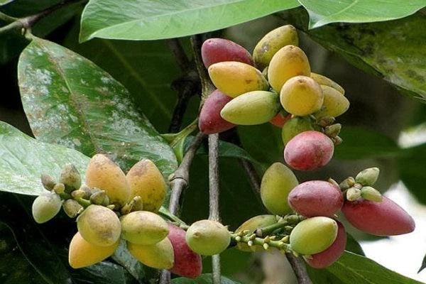 Premium Melinjo Seeds (Gnetum gnemon) – 500+ Seeds for Planting