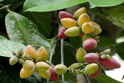 Premium Melinjo Seeds (Gnetum gnemon) – 500+ Seeds for Planting