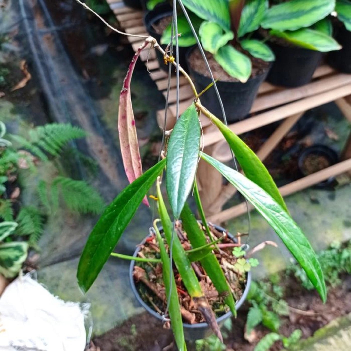 Hoya sp. Sulawesi - Rare Tropical Wax Plant